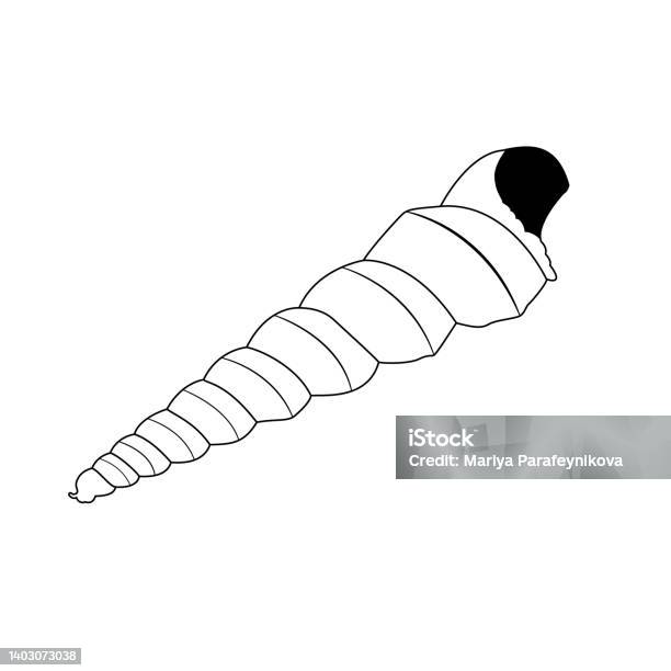 Shells Bw Vector Vector Image Of A Shell In Doodle Style Isolated Illustration Of A ...
