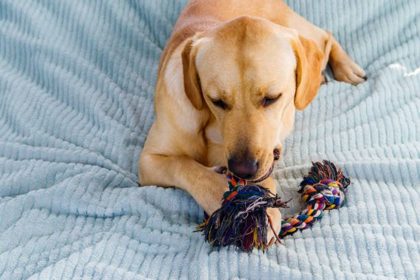 istock Labrador retriever playing with colorful rope toy 1403073172