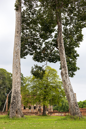 A low angle view of huge trees growing tall near the old temple which is a world heritage site ruins and historical tourist attraction of Thailand.