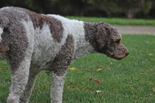 istock Female Dog Lagotto Romagnolo 1403077205