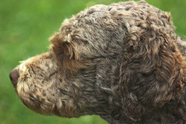istock Female Dog Lagotto Romagnolo 1403077452