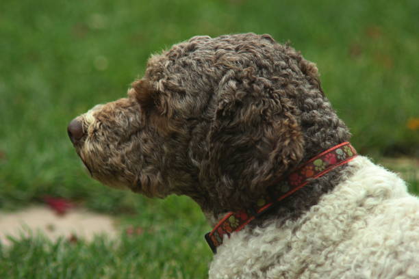 istock Female Dog Lagotto Romagnolo 1403077496