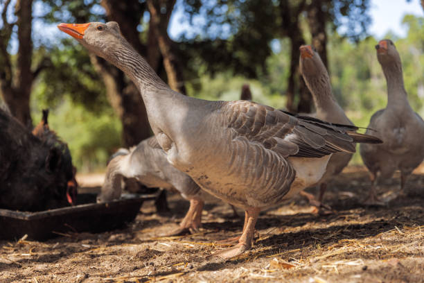 Big duck seen from below stretching its wings.