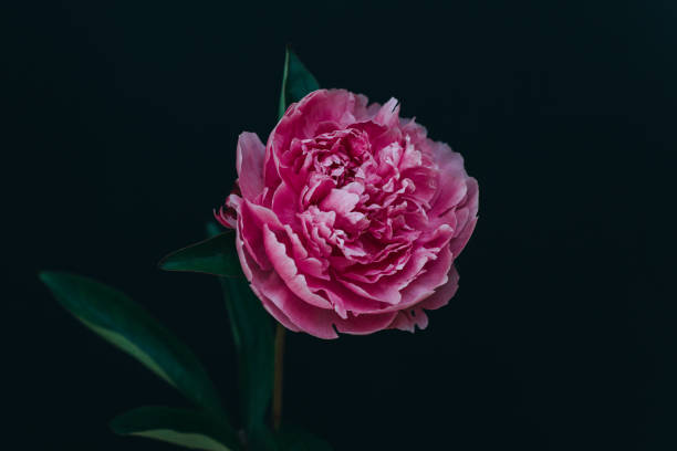istock Beautiful pink peony on a dark background. 1403078398