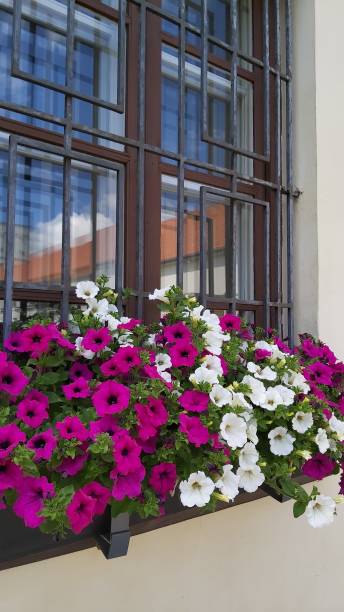 istock Beautiful bright petunia in a pot on the window as a decor 1403079246
