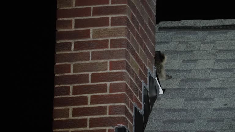 Two Raccoons Spotted on Home's Roof