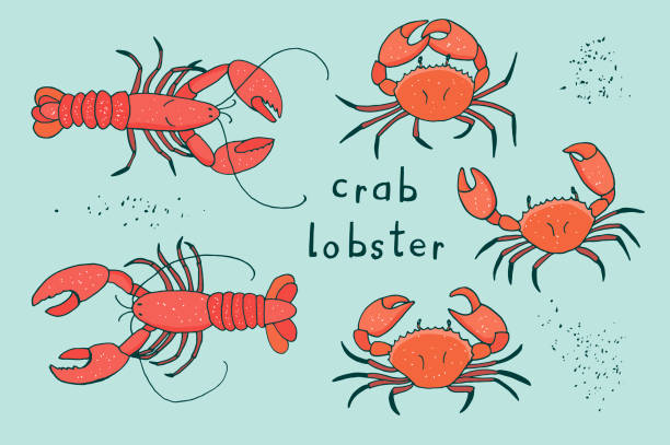 ilustraciones, imágenes clip art, dibujos animados e iconos de stock de conjunto de ilustraciones vectoriales de cangrejo langosta - lobster