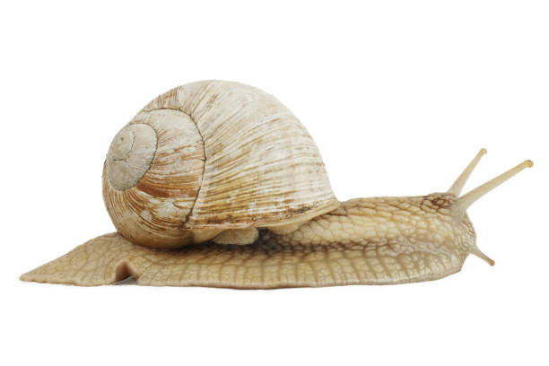istock Slow snail on a white background, garden animal. 1403083598