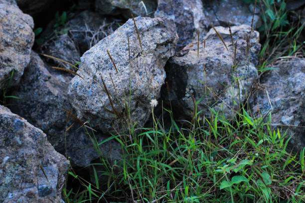 istock Half of these rocks and grass 1403086112