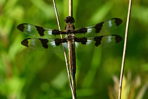 Twelve-spotted skimmer -- a large, common, fast-flying dragonfly that occurs in all the lower 48 states and southern Canada. The white patches proclaim this a male. Taken in a Connecticut pollinator meadow.