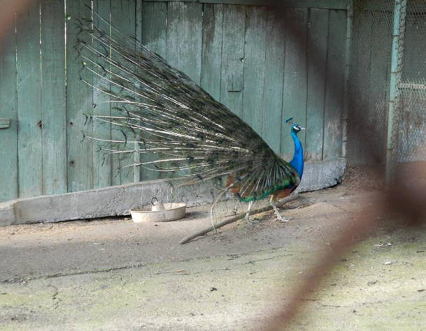 istock Peacock at zoo - animals 1403086948