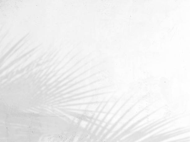istock shadow of palm leaves on white cement wall background 1403087337