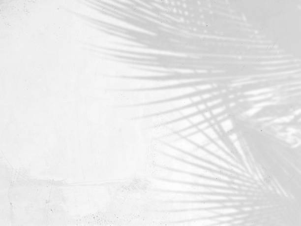 istock shadow of palm leaves on white cement wall background 1403087347
