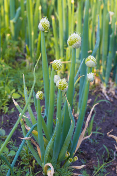 allium fistulosum o galés cebolla - chive allium flower cultivated herb fotografías e imágenes de stock