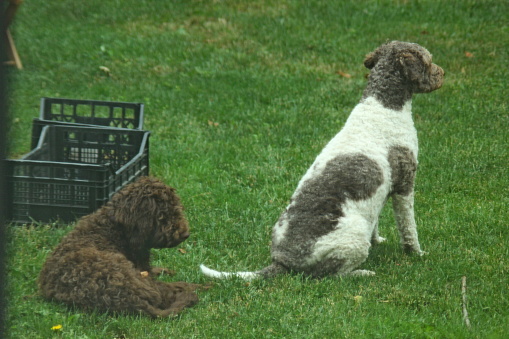 Animal family two female dogs Lagotto Romagnolo, big white with mix colored fur is the mother 3 years old, and her first litter daughter brown young animal 5 months old. The puppy wants to play with mother but mother is ignoring her. so she is taking her distance but learning from mother to respect her