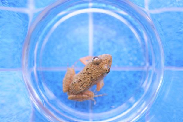 istock A small brown frog in a glass cup on a blue tile-like background 1403090227