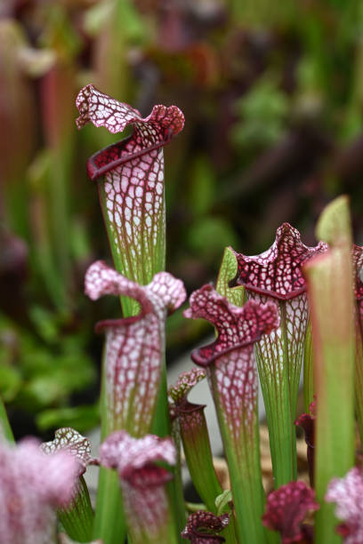Close-up of a flower of Sarracenia - a carnivorous insectivorous plant on a blurred background. stock photo