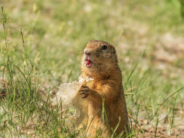 istock Gopher is eating wheat tortilla on the lawn. Close-up. 1403090785