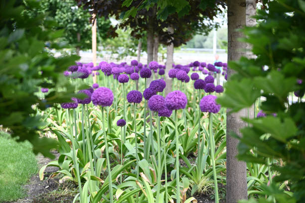 A field full of purple alliums, an attraction to bees stock photo