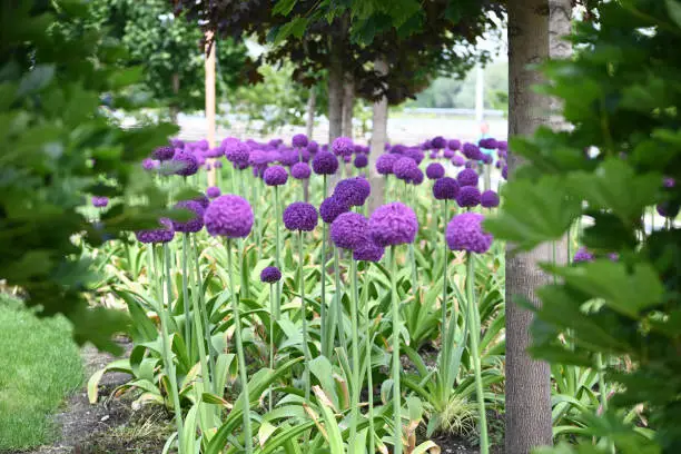 A field full of purple alliums under trees, an attraction to bees