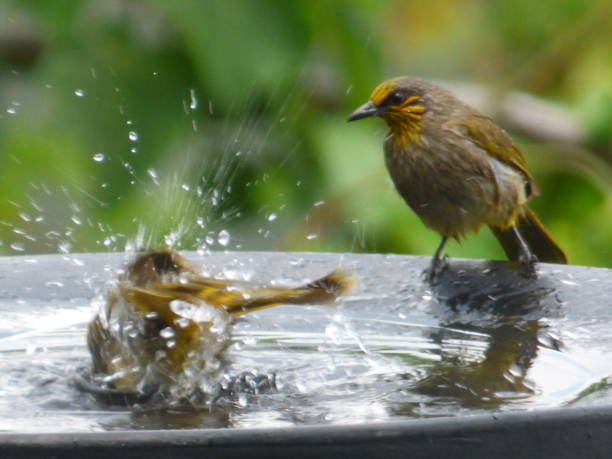 istock Malaysian Passerine Birds 1403091598