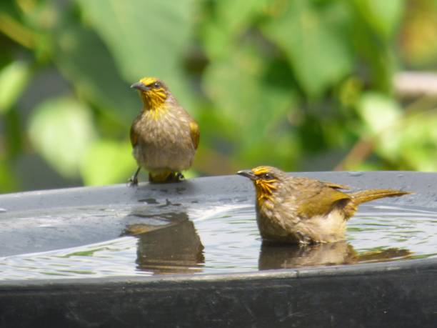 istock Malaysian Passerine Birds 1403091629