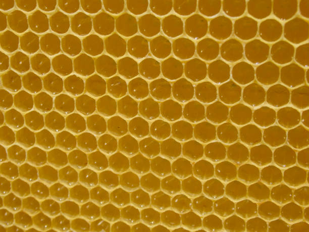 istock Honeycombs with honey. Natural background. Nectar Apiculture 1403091735