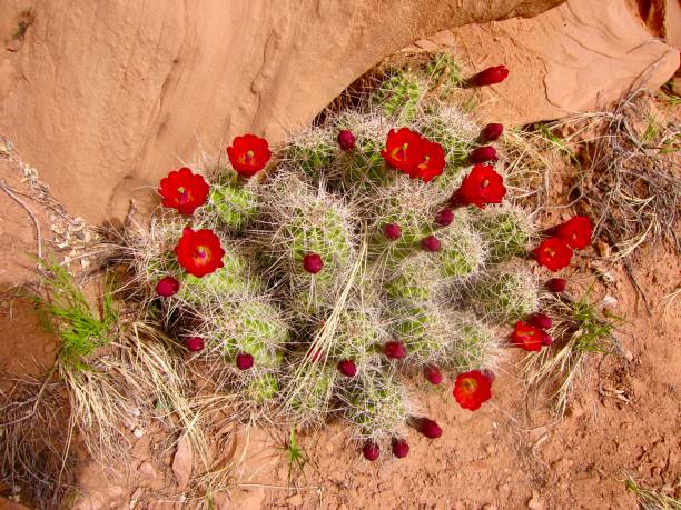 모압 근처의 클라렛 컵 고슴도치 - cactus hedgehog cactus flower desert 뉴스 사진 이미지