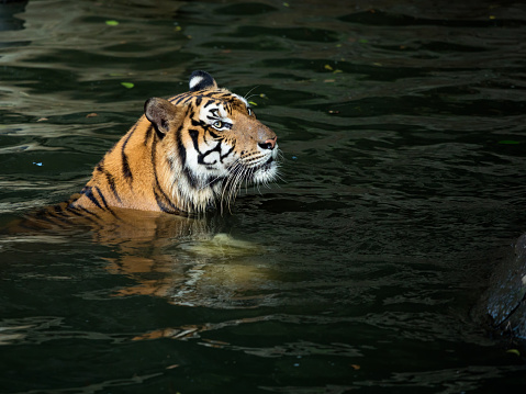 The Sumatran tiger is a population of Panthera tigris sondaica in the Indonesian island of Sumatra.