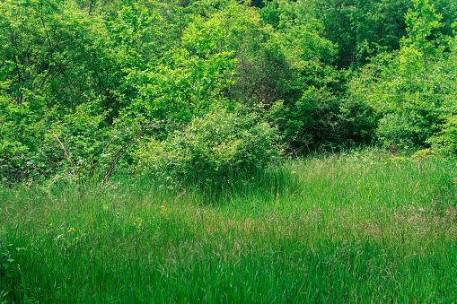 natural landscape, grassy meadow at the edge of a deciduous forest