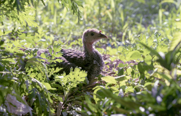 Country Hen or chicken on the green grass