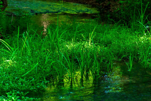 A stream with lush green meadows - Derebucak district, Çamlık Caves National Park