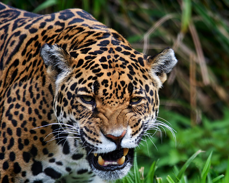 close-up of a roaring jaguar (panthera onca)