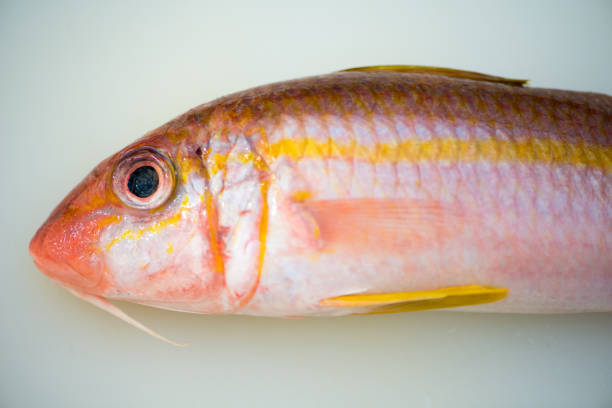 Fresh raw fish on white cutting board show ingredients for sashimi or sushi