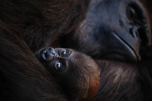 a cute young gorilla in the arms of its mother