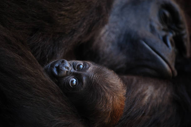 gorilla baby and mother a cute young gorilla in the arms of its mother gorilla animal lying down mammal stock pictures, royalty-free photos & images