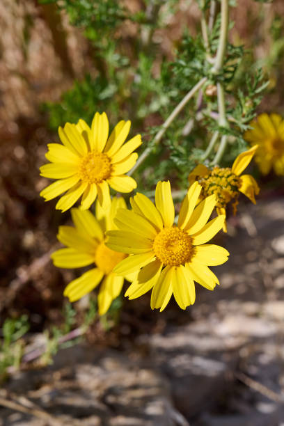 istock Beautiful yellow flowers bloom in the field. 1403094591