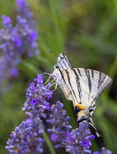 istock Fennel Swallowtail on lavender, Provence, France 1403094747