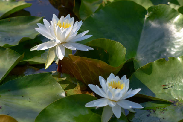 istock At Kenilworth Aquatic Gardens 1403096269