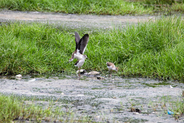 istock Black winged stilts standing in water looking for food 1403097158