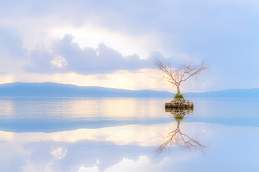 Lone tree on the Ohrid Lake and its reflection at the sunset in North Macedonia