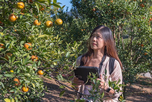 Woman gardener use modern technology in orange gardening business. New technology agriculture, environment studying, e-commerce and research concept.