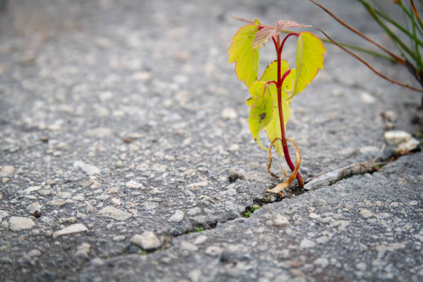istock The power of growth. Sprouted sprout through the asphalt. 1403100423
