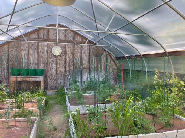 istock Greenhouse Garden 1403101516
