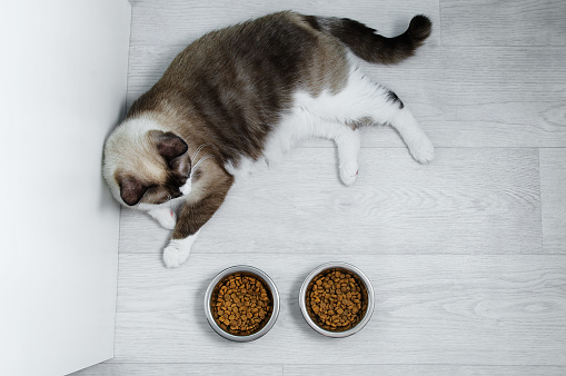 A snowshoe cat breed lies on the floor of the room and a bowl of dry cat food.