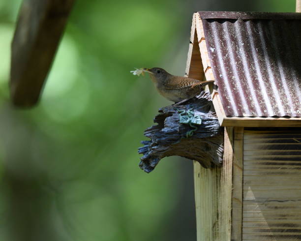 Mommy bird bringing fresh catch back to the babies.