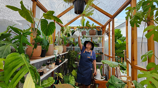 Asian senior woman checking soil in pot with plant seedling while gardening in greenhouse
