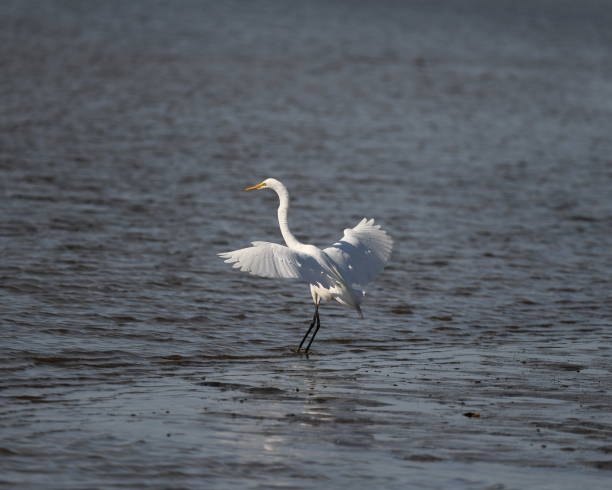 istock Adult Egret 1403104671