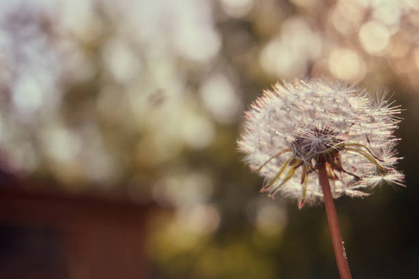 istock Dandelion on a blurry background, bokeh and glare. Soft selective selective focus. Abstract photo of a fluffy dandelion 1403104728
