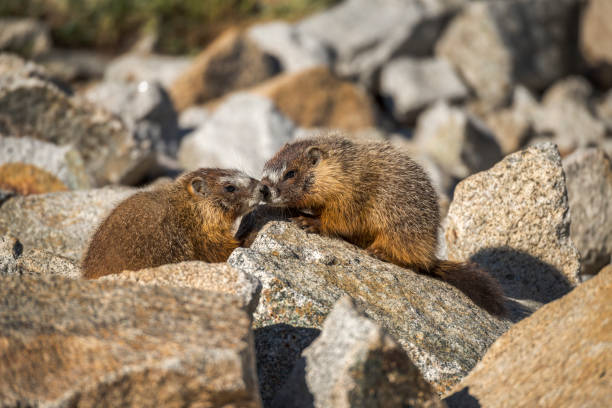 istock Two Yellow-Bellied Marmots on a Rock 1403104791
